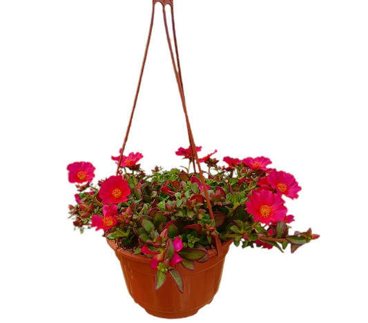 Portulaca Oleracea M18_0