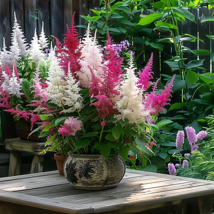 Pluma De Astilbe - 6 Pzs - Astilbe - Cepellones_1