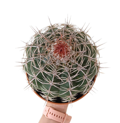 Melocactus Concinnus M17