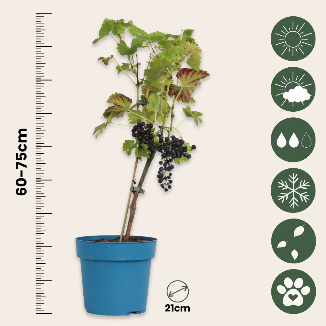Planta De Uva - Vitis Vinifera ‘nero’ - Altura 60-75cm - ⌀21cm