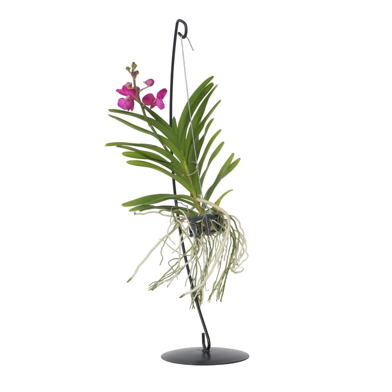 Orquídea Vanda - Vanda 'pink' - Altura 45-55cm_0