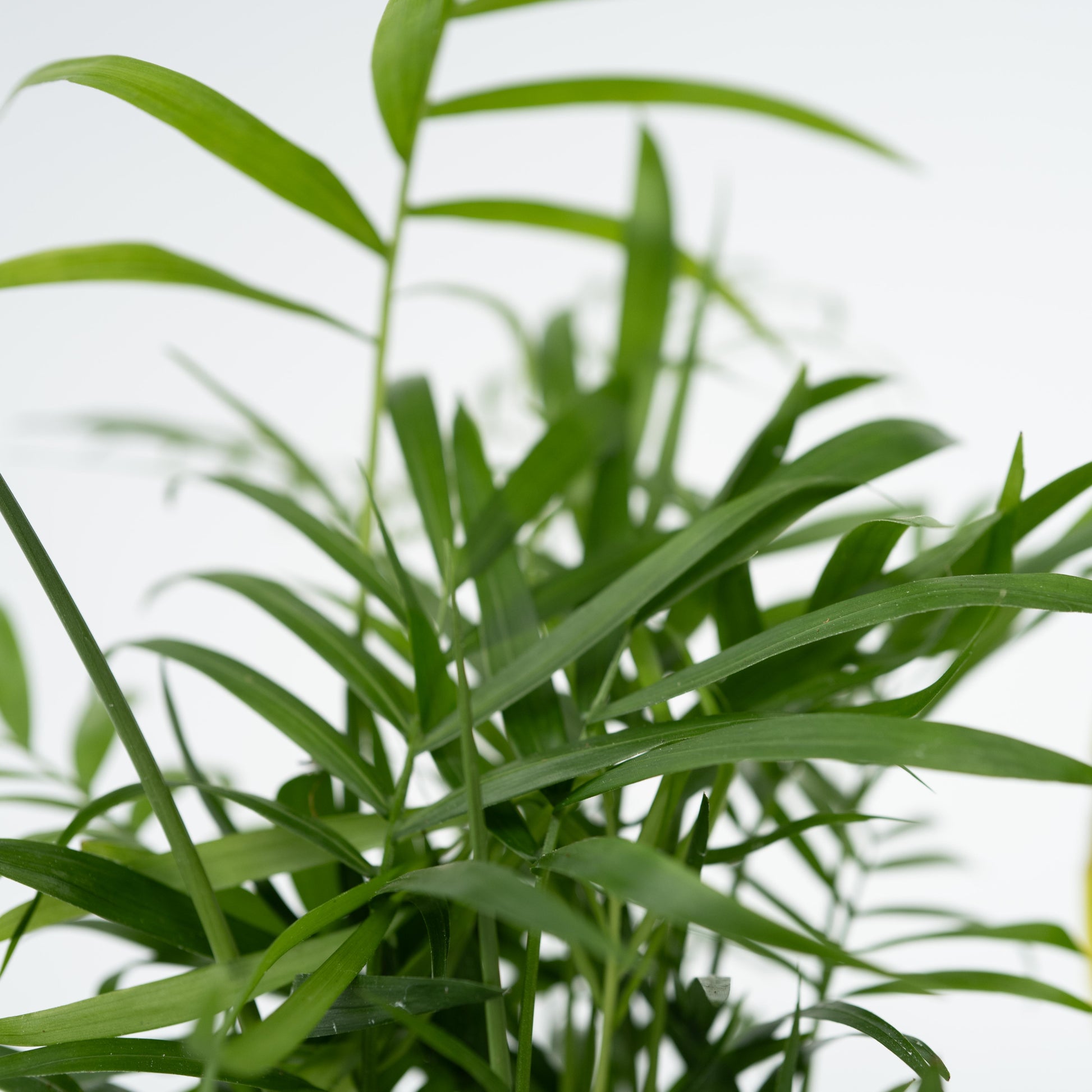 Plantas Faciles - 4 Pzs - Altura 25-40cm - ⌀12cm