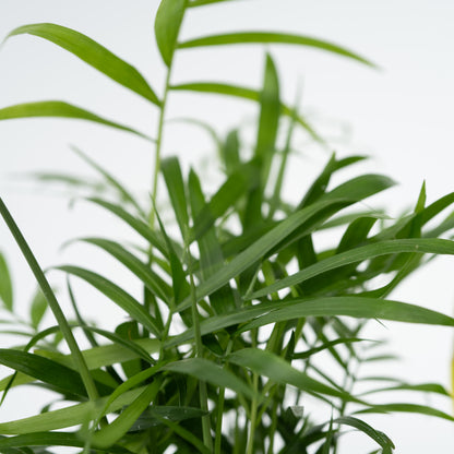 Plantas Faciles - 4 Pzs - Altura 25-40cm - ⌀12cm