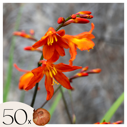 Montbretia - 50 Pzs - Crocosmia Curtonus 'lucifer' - Bulbos De Flores - Rojo_0
