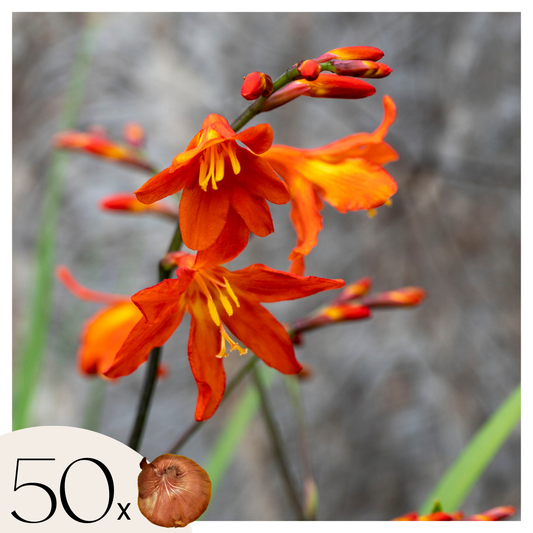 Montbretia - 50 Pzs - Crocosmia Curtonus 'lucifer' - Bulbos De Flores - Rojo_0