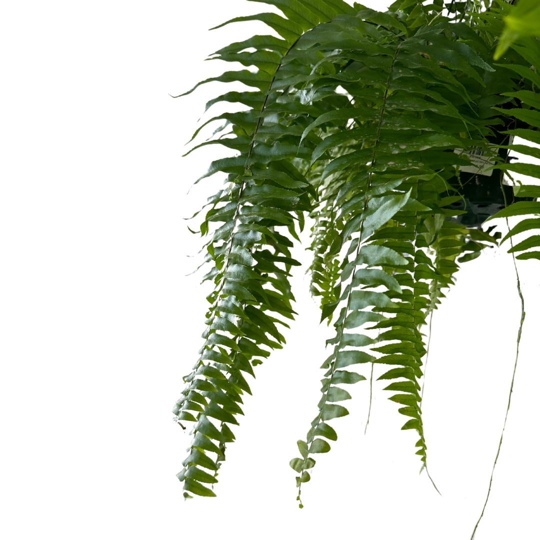 Helecho Macho Planta De Sombra O Interior Maceta 15cm_1