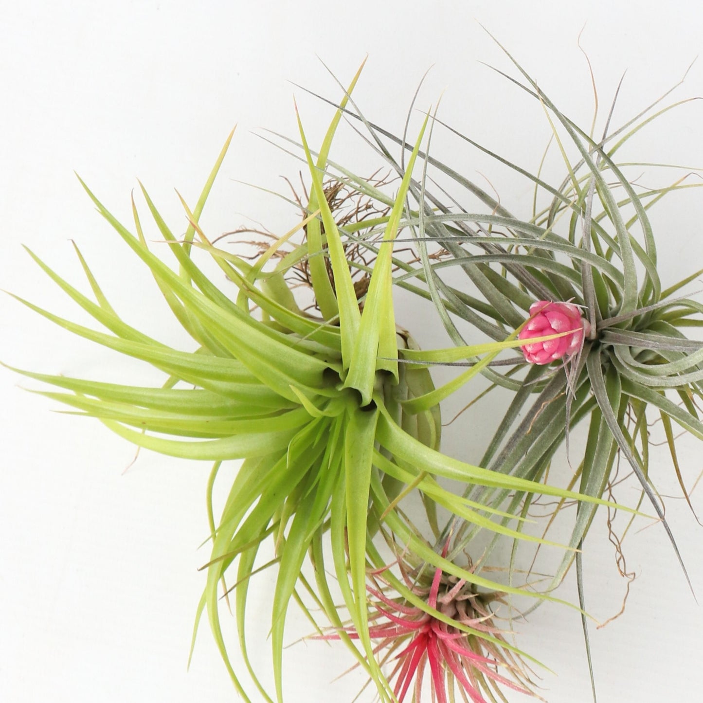 Claveles De Aire - 6 Pzs - Tillandsia - Altura 5-15cm - ⌀5cm