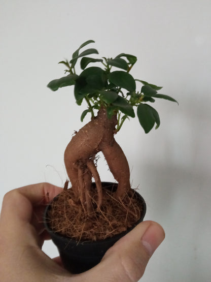 Ficus Ginseng SURTIDO Planta Bonsai Terrario Interior Ø6