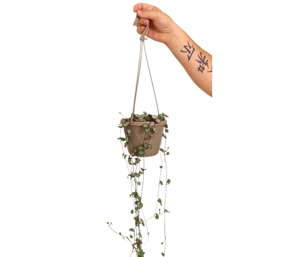 Ceropegia Woodii T15_0