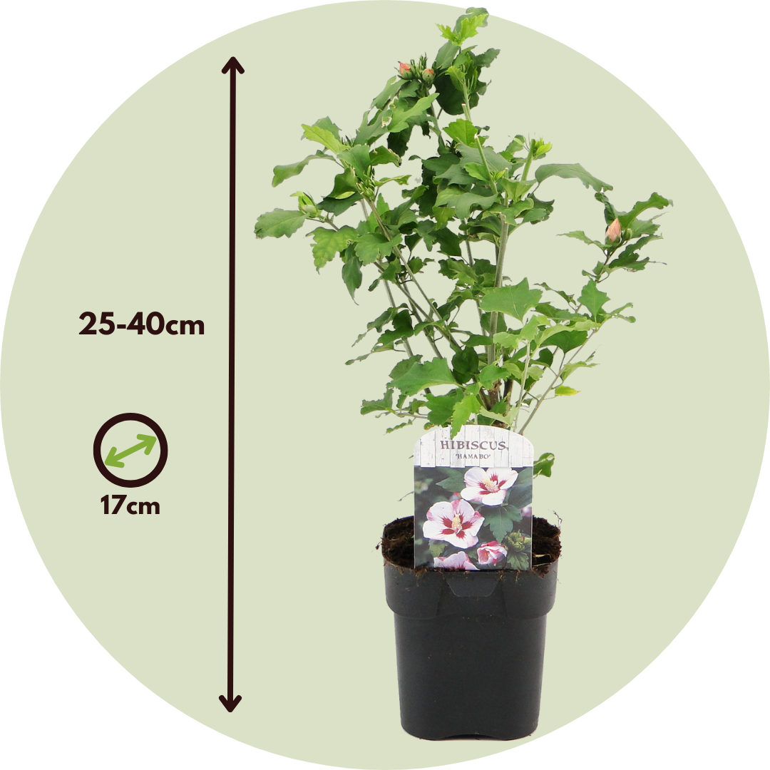 Colección Rosa De Siria - 6 Pzs - Hibiscus Syriacus - Altura 25-40cm - ⌀17cm_2