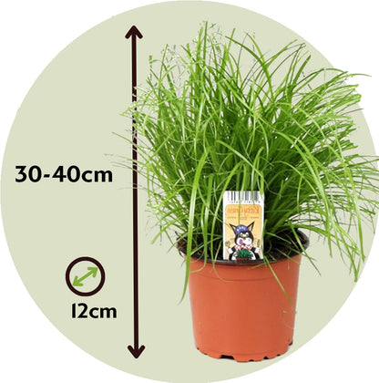 Hierba De Los Gatos - 6 Pzs - Cyperus Zumula - Altura 30-40cm - ⌀12cm_2
