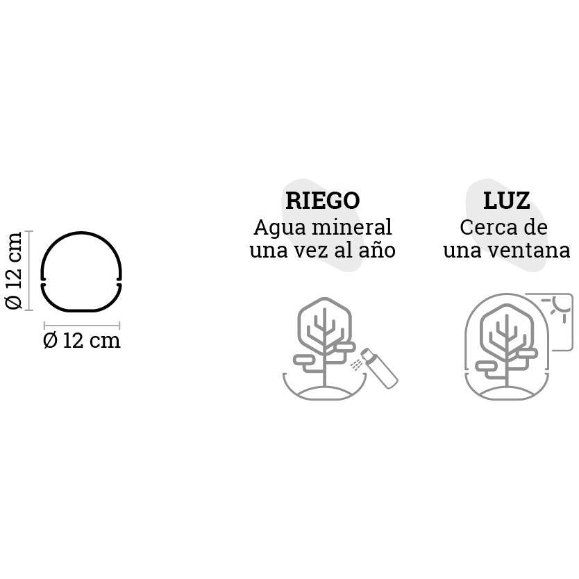 Terrario Borneo Moss Fittonia Ø12 x 12 cm