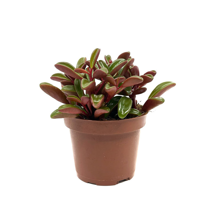 Peperomia Graveolens Cactus Y Suculentas M10 cm Ø_0