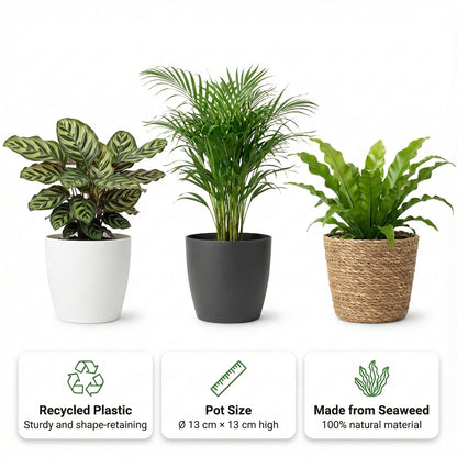 Plantas Purificadoras De Aire - 6 Unidades - Ø12 Cm - 30-40 Cm_2
