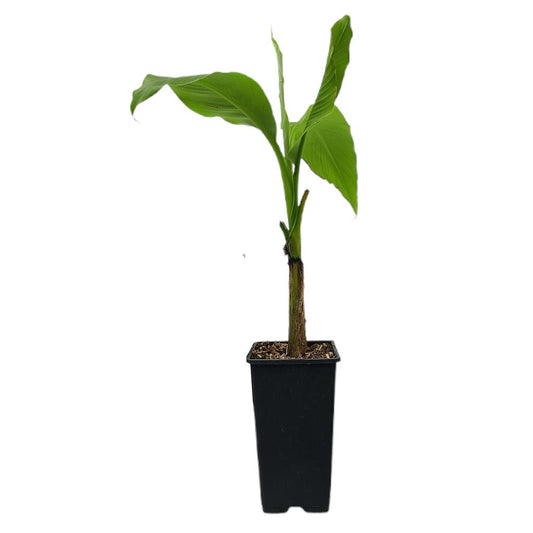 Musa Basjoo M15_0