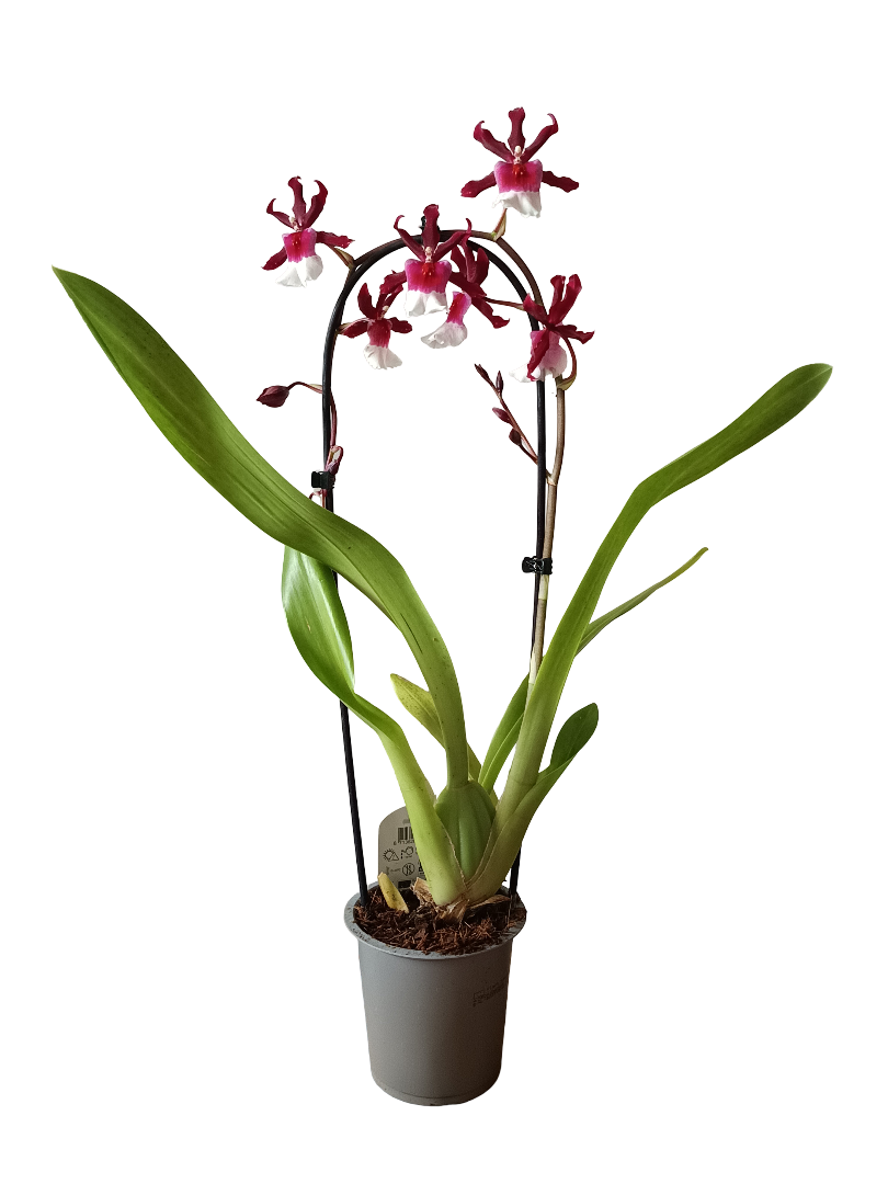 Orquidea Cambria De Color Surtido Ø12 - 60 Cm - SIN FLOR_1