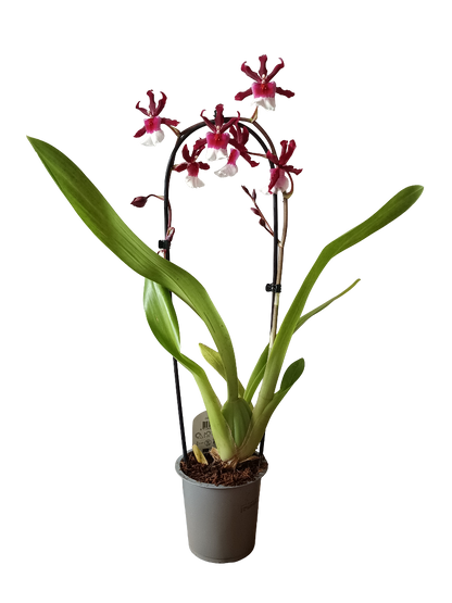 Orquidea Cambria De Color Surtido Ø12 - 60 Cm - SIN FLOR_1