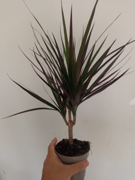 Dracaena Marginata Planta Interior