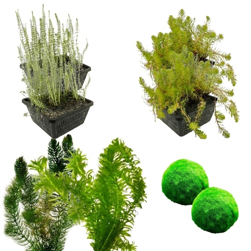 Plantas Oxigenadoras 3500-6000l - Ceratophyllum & Myriophyllum Anti Algas Set_0