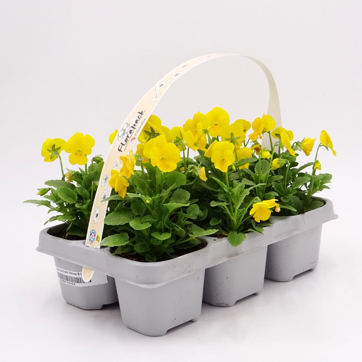 Pack Plantones Violeta Amarilla 6 Ud.  Natural - Fitoralia