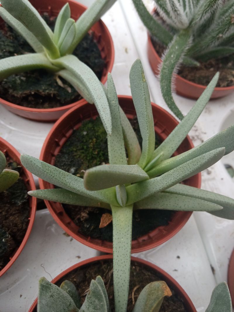 Nananthus Aloides Planta Suculenta 5 Cms