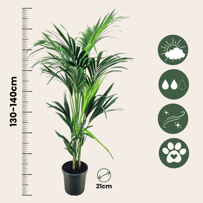 Palma Kentia - Howea Forsteriana - Altura 130-140cm - ⌀21cm_2