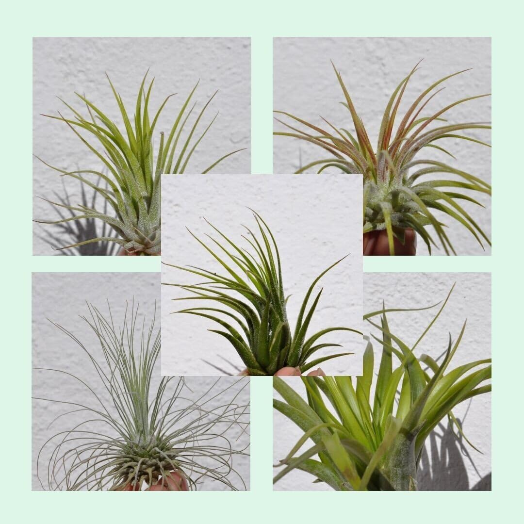 Lote Iniciación 5 Plantas del Aire; plantas del aire, tillandsias, 5 ejemplares diferentes; Curiosarium; tamaños varios_0
