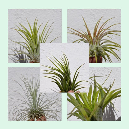 Lote Iniciación 5 Plantas del Aire; plantas del aire, tillandsias, 5 ejemplares diferentes; Curiosarium; tamaños varios_0