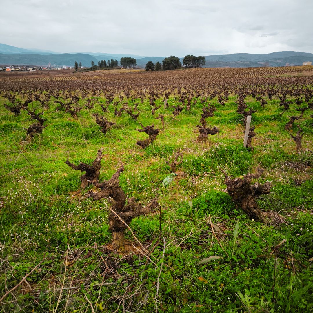 La Jurisdicción Godello - Vinos Lof_2