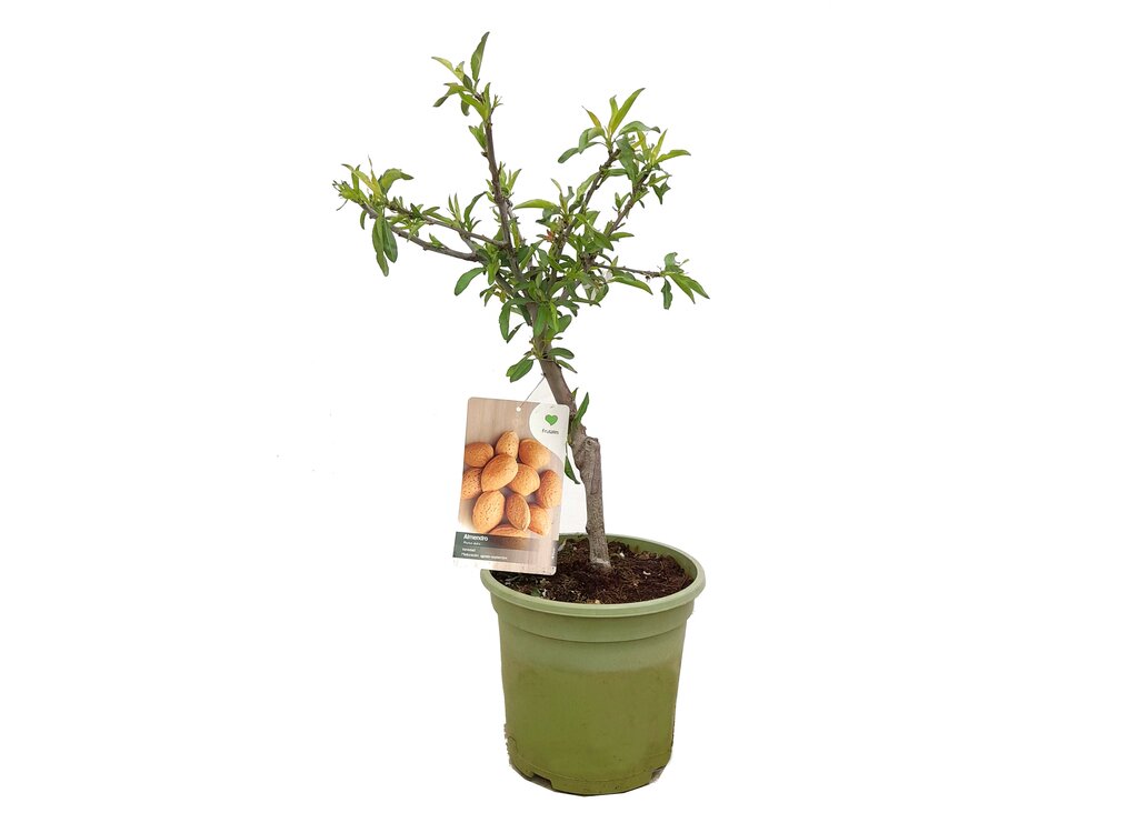Almendro Enano M26 80cm (prunus Dulcis)_0