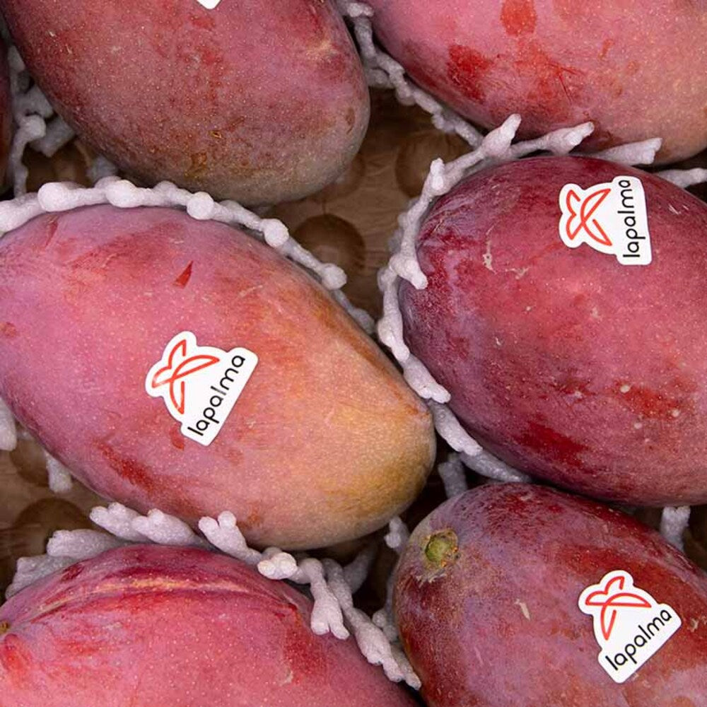 Mango Osteen 2kg Granada La Palma_4