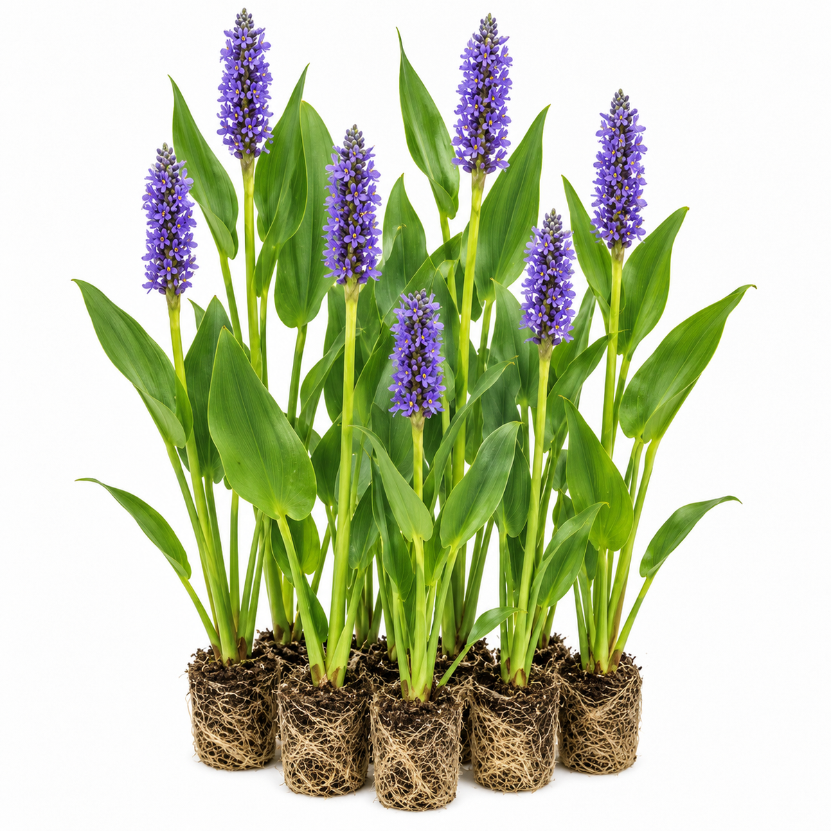 Pontederia - Pontederia Cordata - 12 Plantas_0