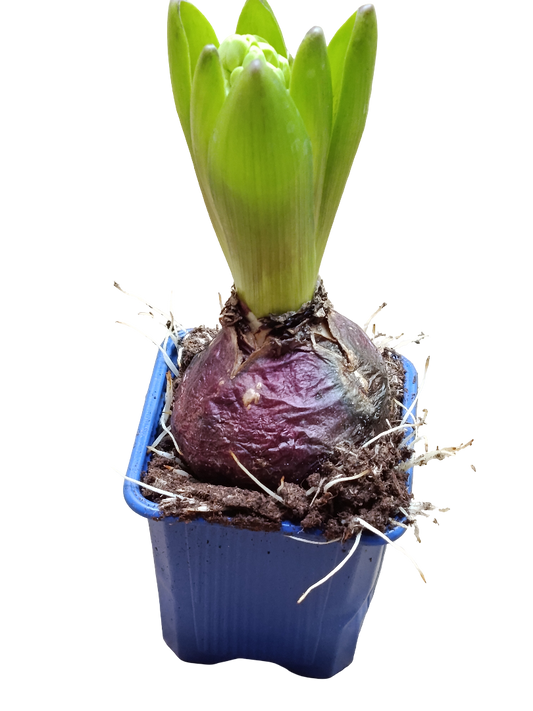 Jacinto Ø7 Planta De Interior Maceta Azul Flor Surtida_0