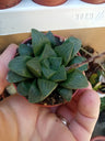 Haworthias Retusa Planta Suculenta