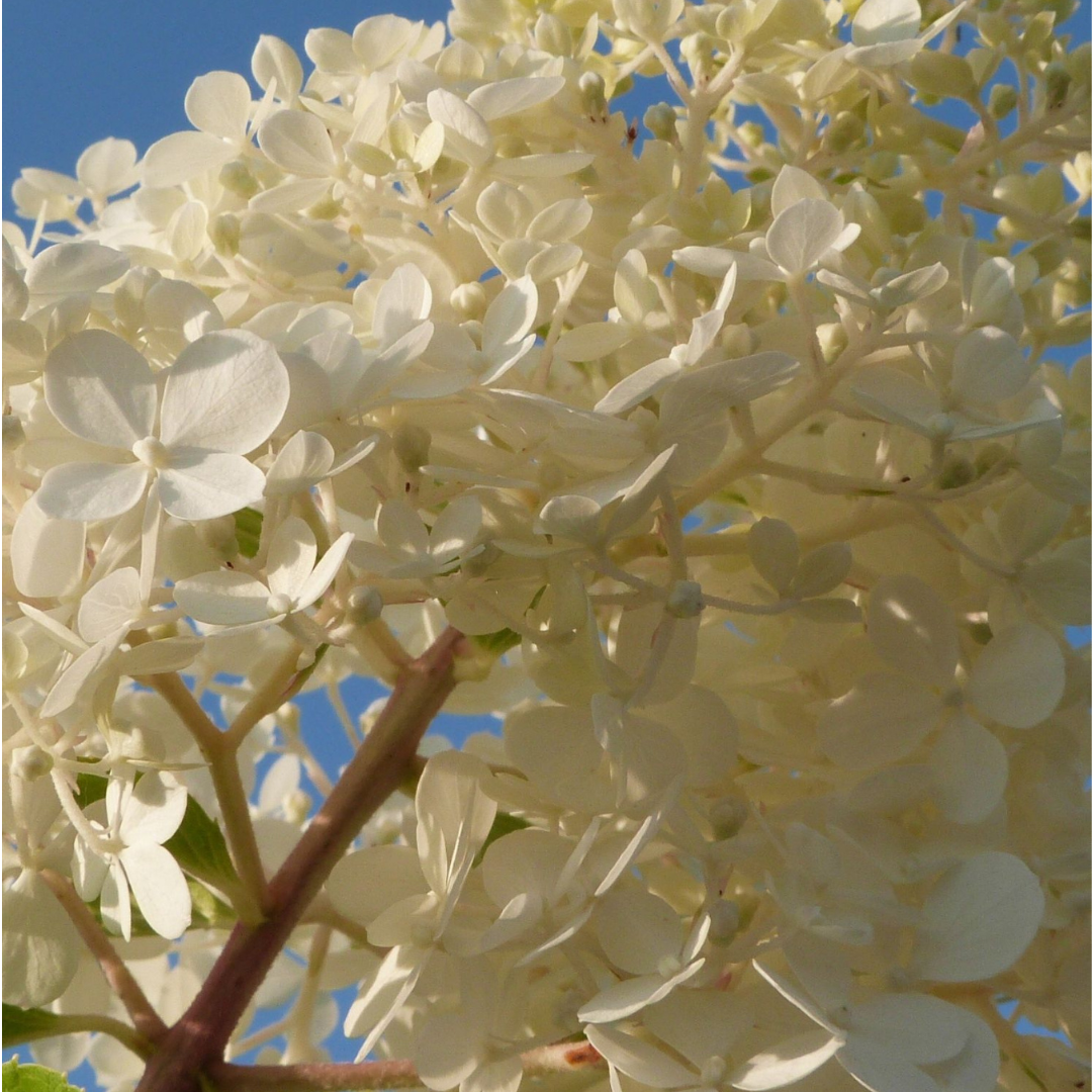 Hortensia - 6 Pzs - Hydrangea Paniculata - Altura 25-35cm - ⌀9cm_3