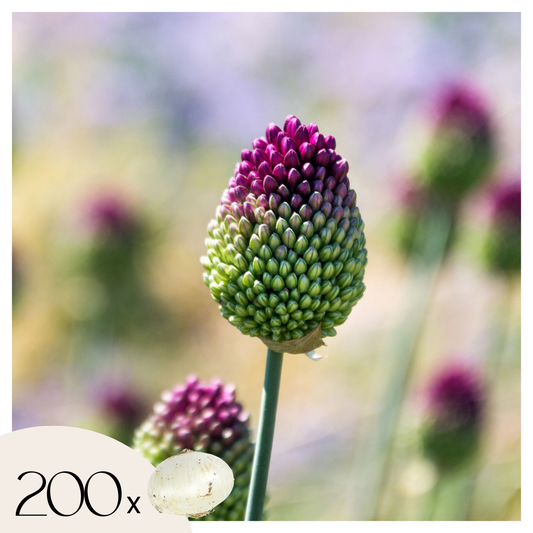 Ajo De Cigüeña - 200 Pzs - Allium 'sphaerocephalon' - Bulbos De Flores_0
