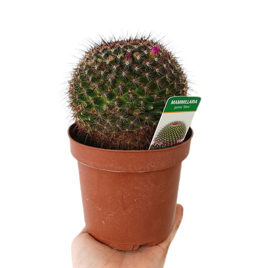 Mammillaria Guinsa Maru M13_0