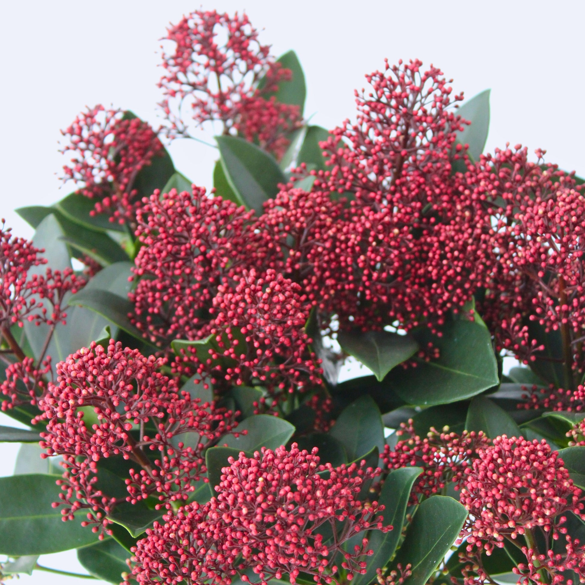 Esquimia - 2 Pzs - Skimmia Japonica 'rubella' - Altura 35-45cm - ⌀15cm