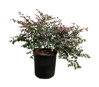 Loropetallum Chinense M30 60cm_0