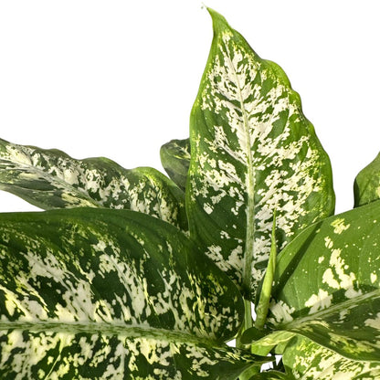 Dieffenbachia Compacta M17 Maceta 17cm_1