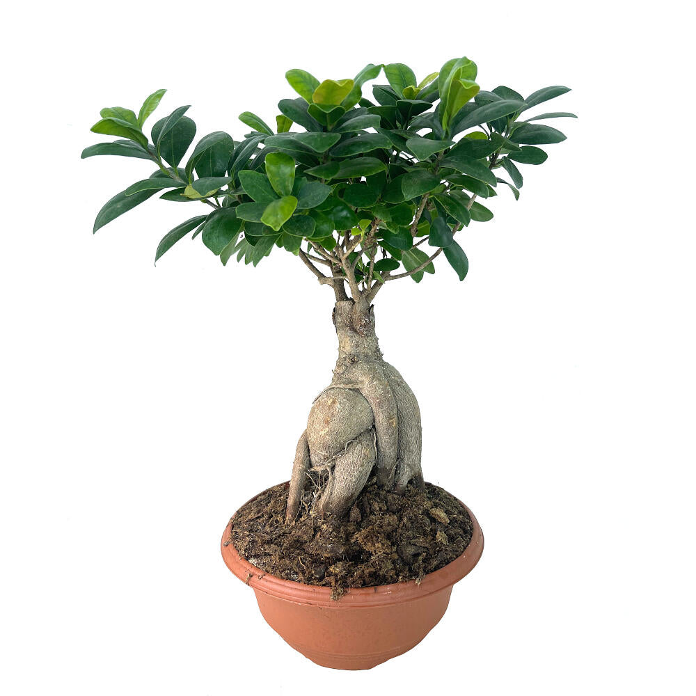 Bonsai Ficus Ginseng T18 35cm_0