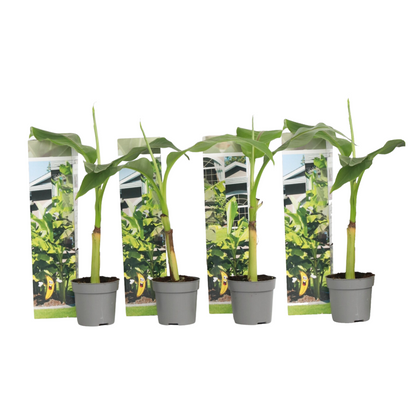 Platanera - 4 Pzs - Musa Basjoo - Altura 25-40cm - ⌀9cm_0
