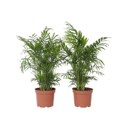 Pacaya - Palmera De Salón - 2 Pzs - Chamaedorea Elegans - Altura 50-60cm - ⌀17cm_0