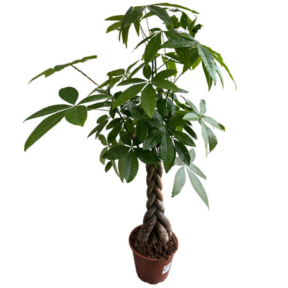 Pachira Tronco Trenzado Planta De Interior (pachira Aquatica)
