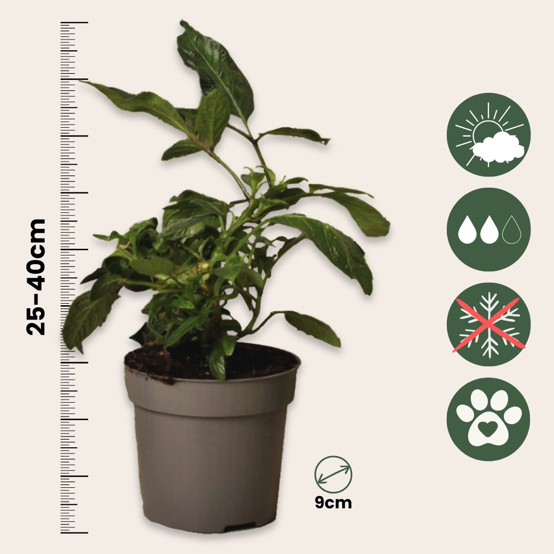 Pera Melón - 3 Pzs - Solanum Muricatum 'pepino Gold' - Altura 25-40cm - ⌀9cm