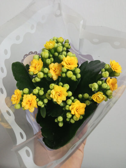 1 Mini Planta Surtida Kalanchoe Flores De Colores Ø6 Cm