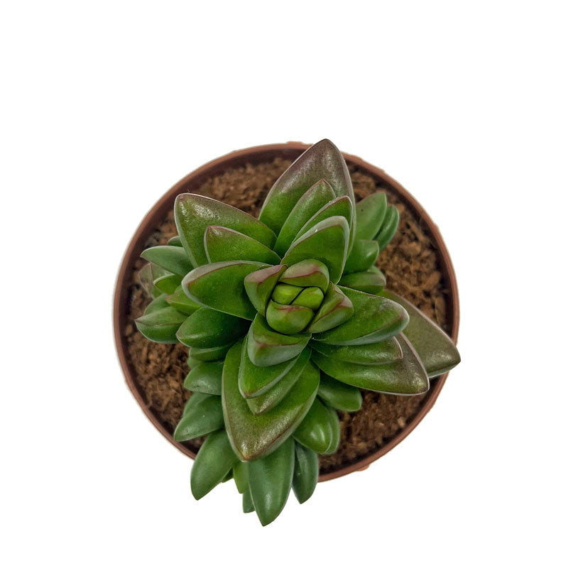 Crassula Ben Cactus Y Suculentas M8,5 Ø