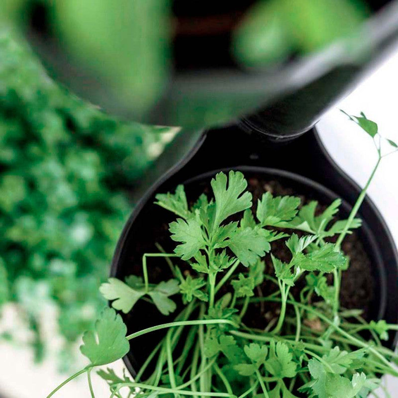 Macetero Vertical Citysens Con Riego Inteligente De 4 Macetas Ncegro, Con 4 Plantas De Regalo_2