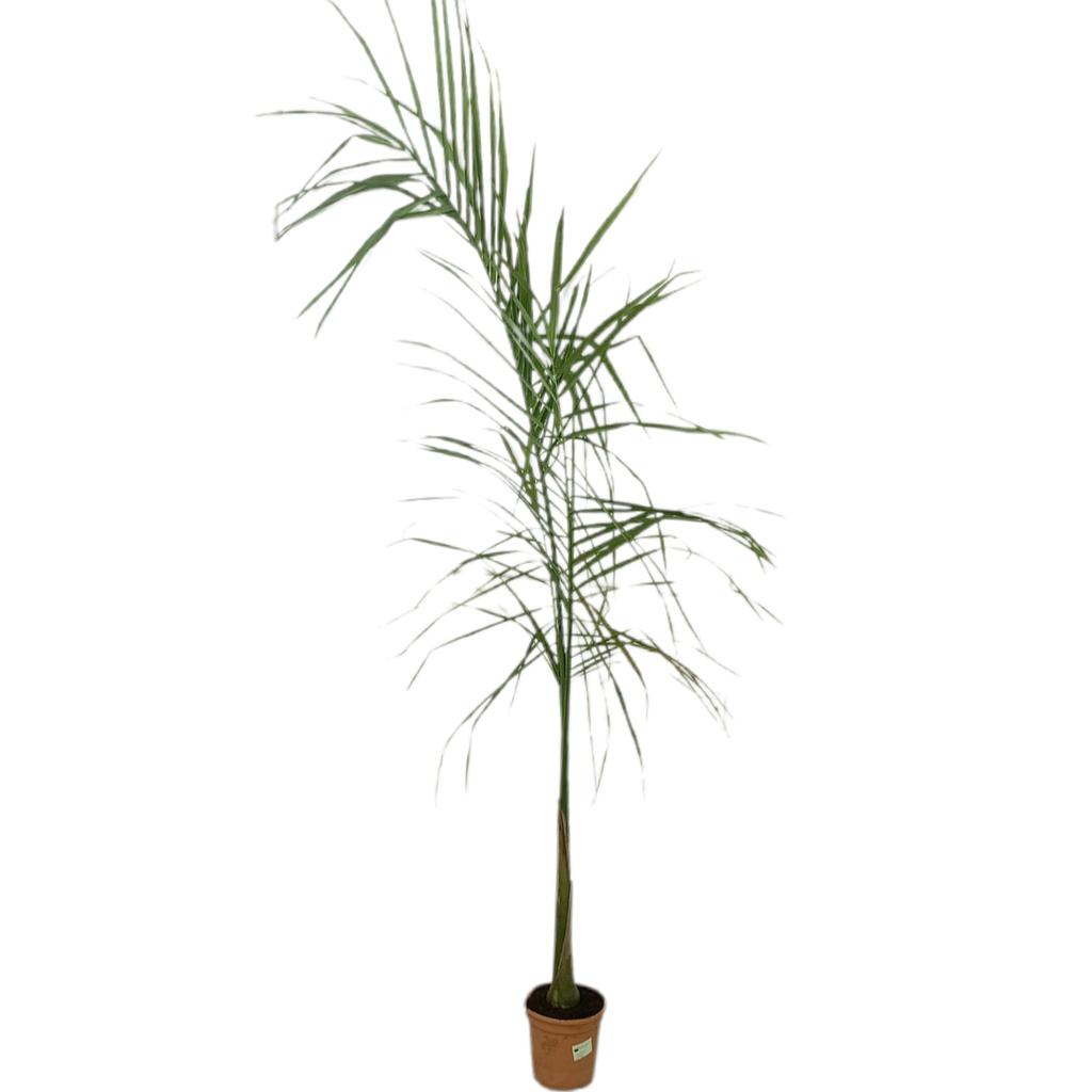 Roystonea Regia M25_0