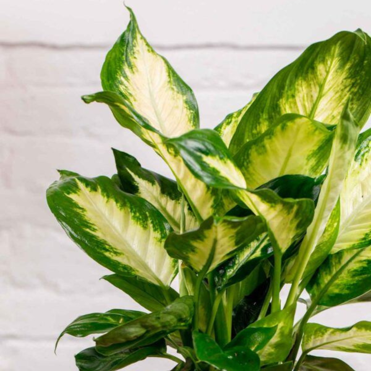 Kokedama Dieffenbachia._1